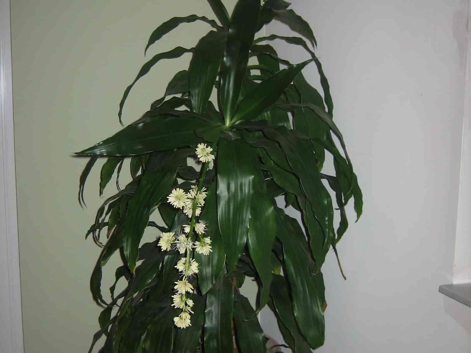 Dracaena fragrans 'Janet Craig' with broad, arching, solid dark green leaves in a rosette on a single cane in a terracotta pot