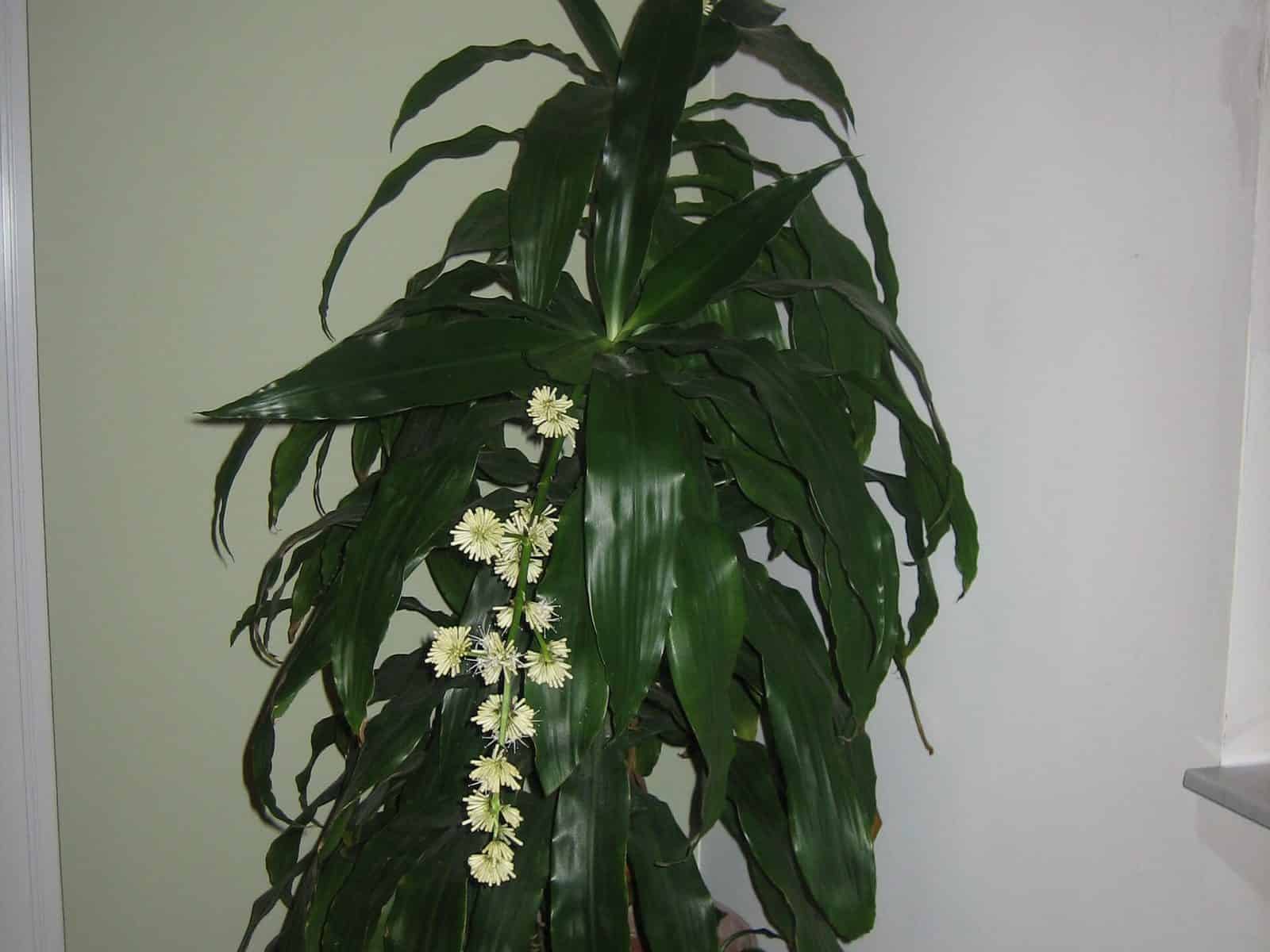 Dracaena fragrans 'Janet Craig' with broad, arching, solid dark green leaves in a rosette on a single cane in a terracotta pot