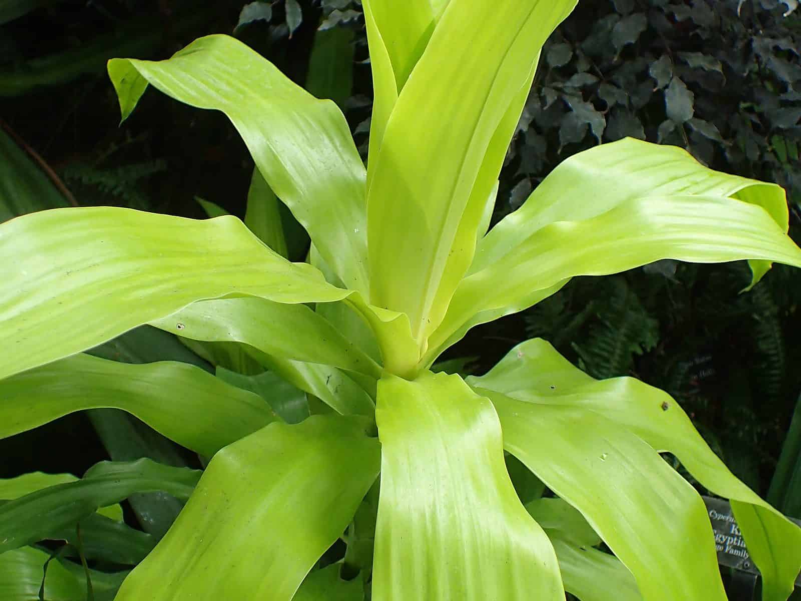Dracaena fragrans 'Limelight' rosette of broad, arching chartreuse to lime-green leaves with no variegation
