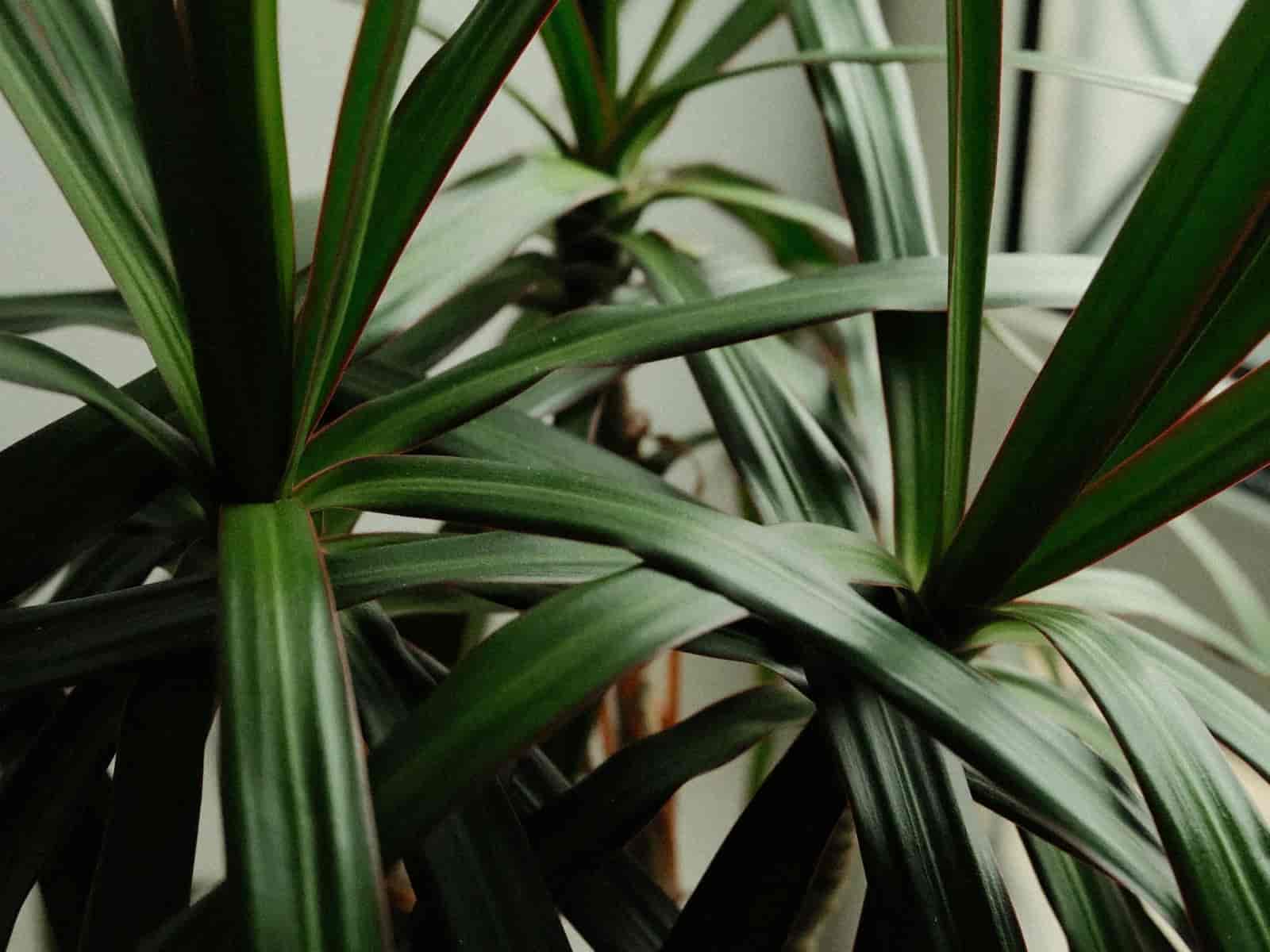 Close-up of a dragon tree (Dracaena marginata) showing two rosettes of narrow, dark-green strap leaves edged in a thin red-maroon margin, with a light-brown woody cane visible between them.