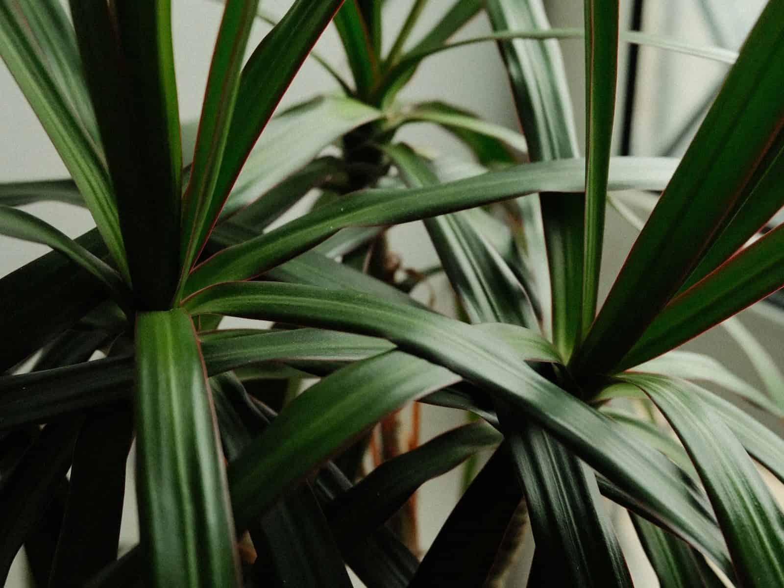 Close-up of a dragon tree (Dracaena marginata) showing two rosettes of narrow, dark-green strap leaves edged in a thin red-maroon margin, with a light-brown woody cane visible between them.