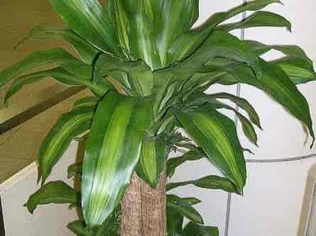 Dracaena fragrans 'Massangeana' potted indoors, showing the cane stem and rosette of yellow-striped arching leaves