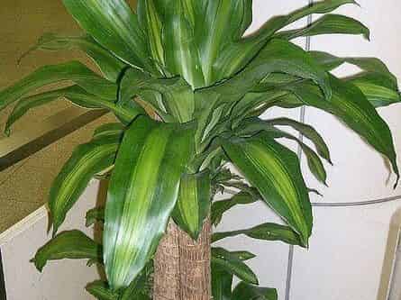 Dracaena fragrans 'Massangeana' potted indoors, showing the cane stem and rosette of yellow-striped arching leaves