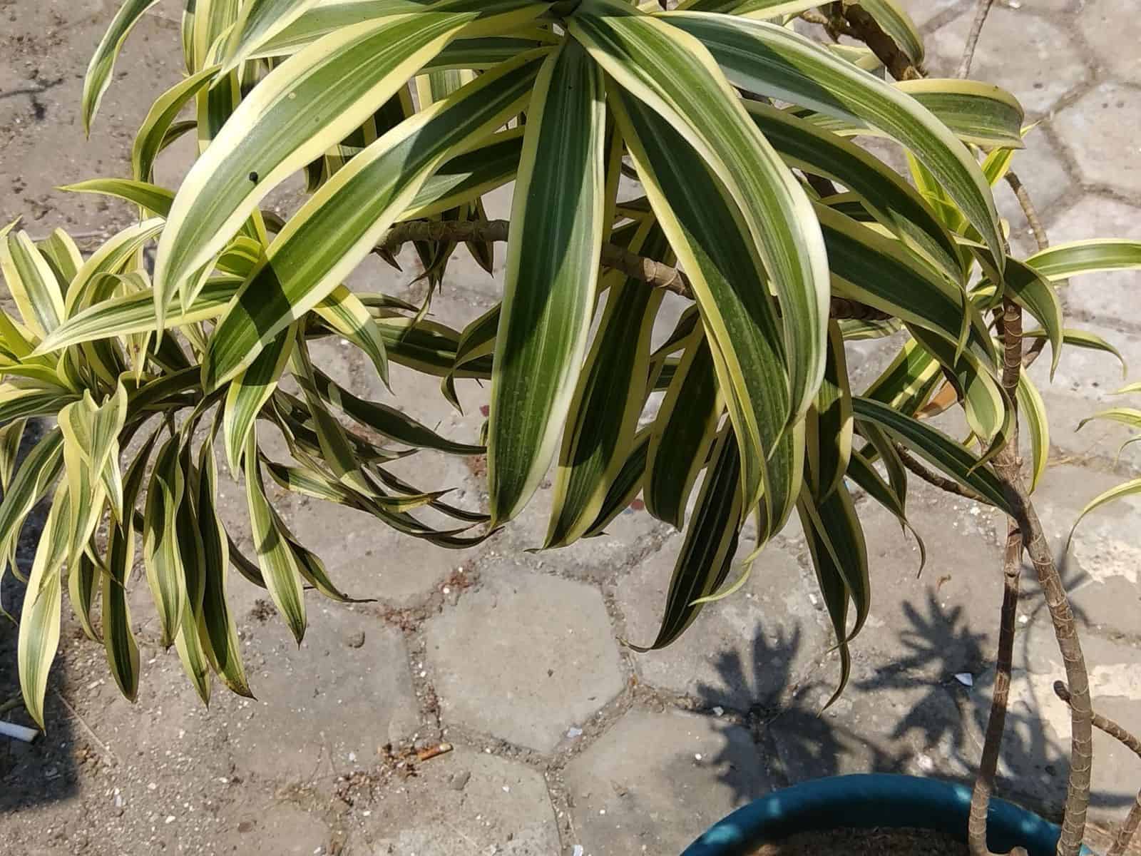 Dracaena reflexa 'Song of India' potted plant with variegated yellow-and-green striped leaves