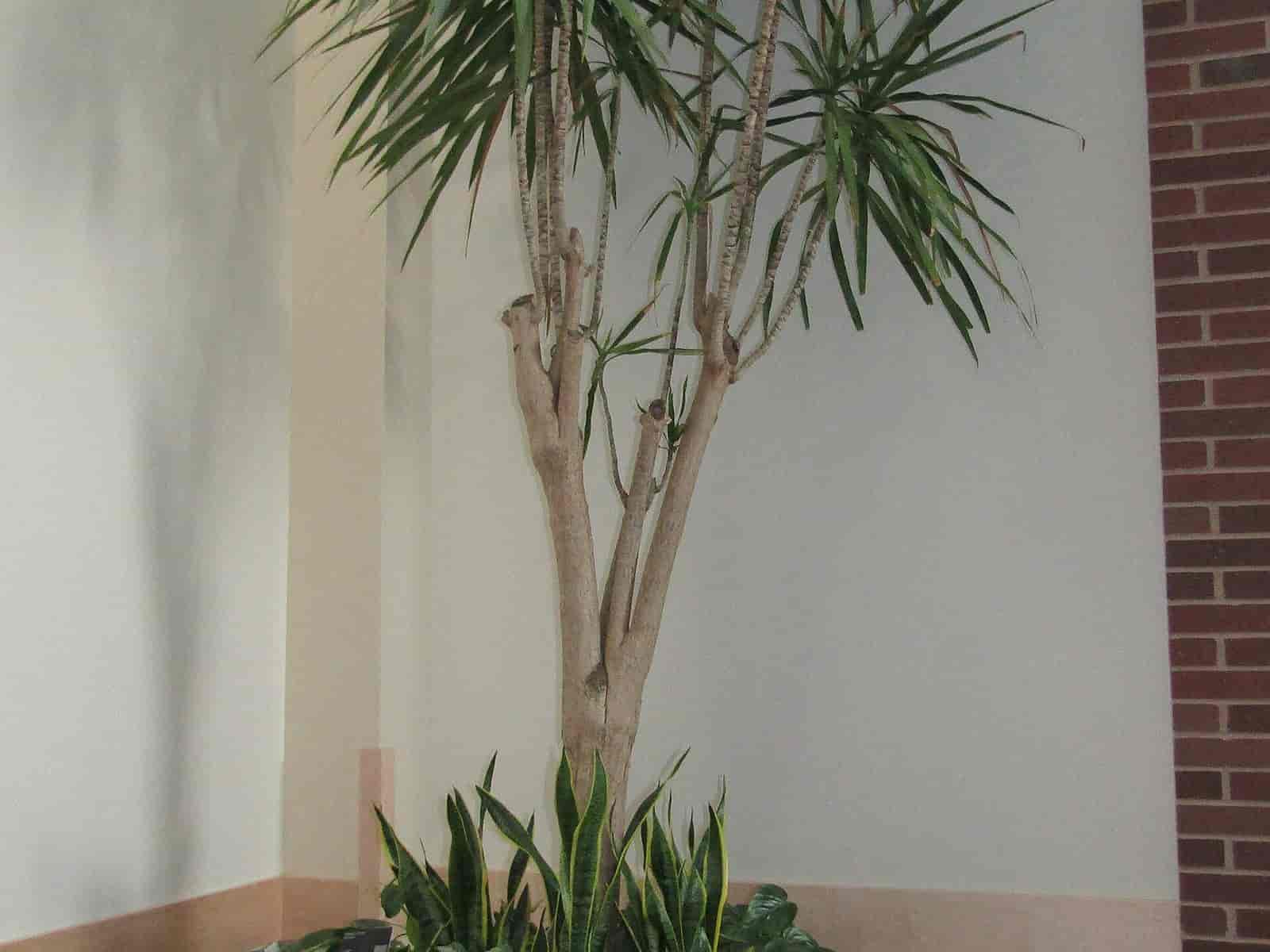 Multi-cane Dracaena marginata 'Tarzan' with spiky dark-green rosettes of broad leaves atop woody canes, in a large planter