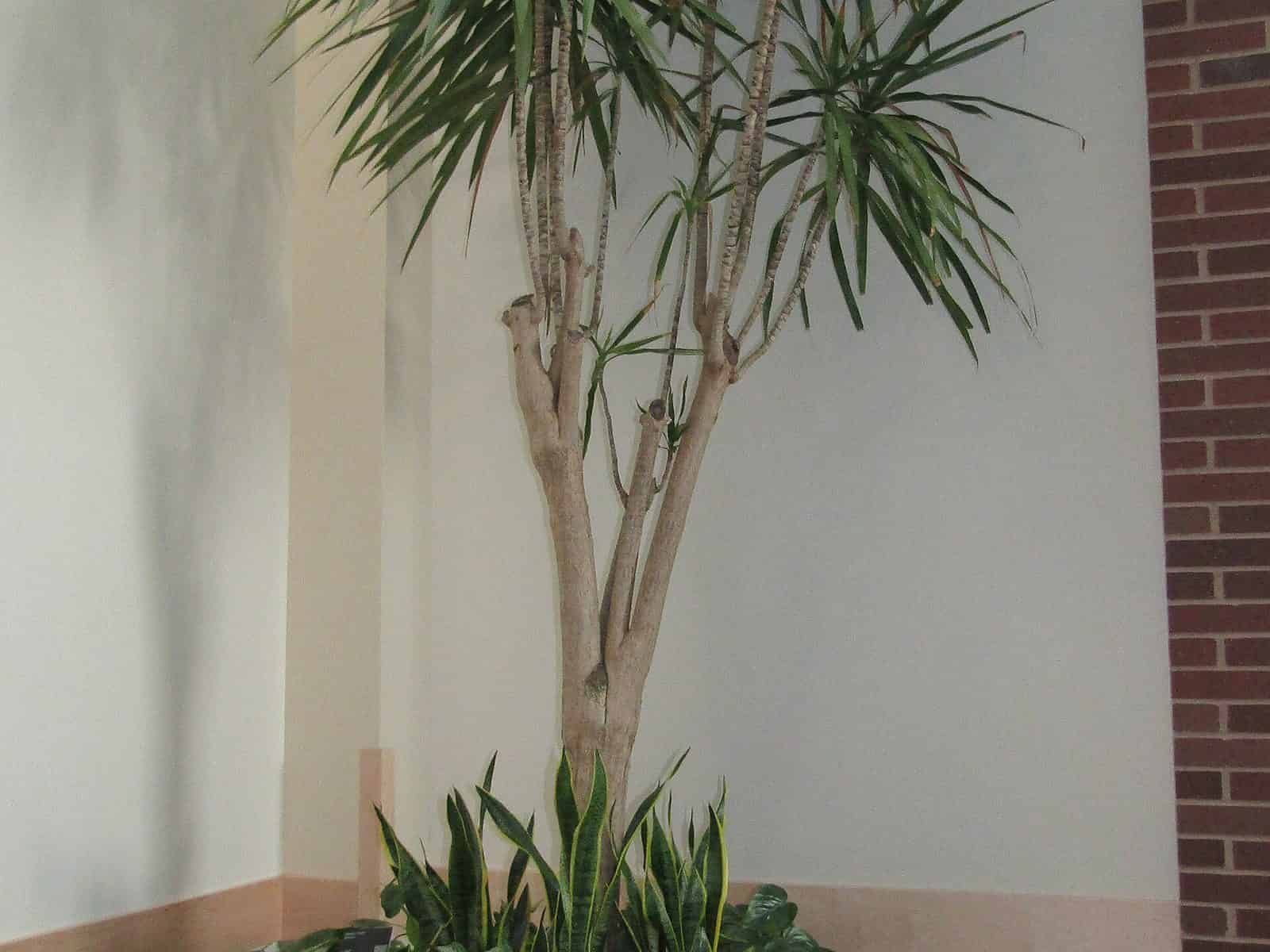 Multi-cane Dracaena marginata 'Tarzan' with spiky dark-green rosettes of broad leaves atop woody canes, in a large planter