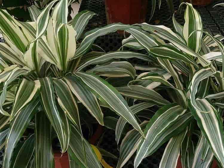Dracaena fragrans 'Warneckii' plants with white-and-green striped sword-shaped leaves in nursery pots