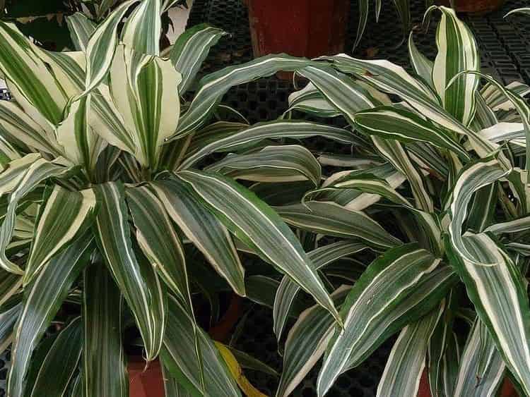 Dracaena fragrans 'Warneckii' plants with white-and-green striped sword-shaped leaves in nursery pots