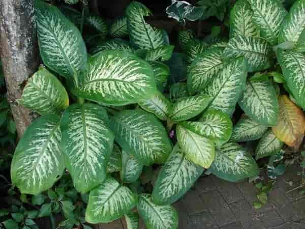 A clump of Dieffenbachia plants with large green leaves marked by cream and pale-green blotches, growing outdoors.