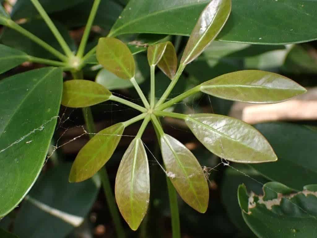 Close-up of a Schefflera arboricola leaf cluster, showing the characteristic umbrella-like arrangement of glossy oval leaflets.