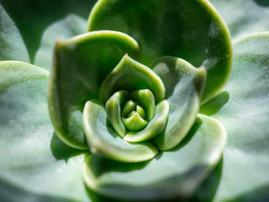 Echeveria succulent seen from above, leaves in a tight rosette