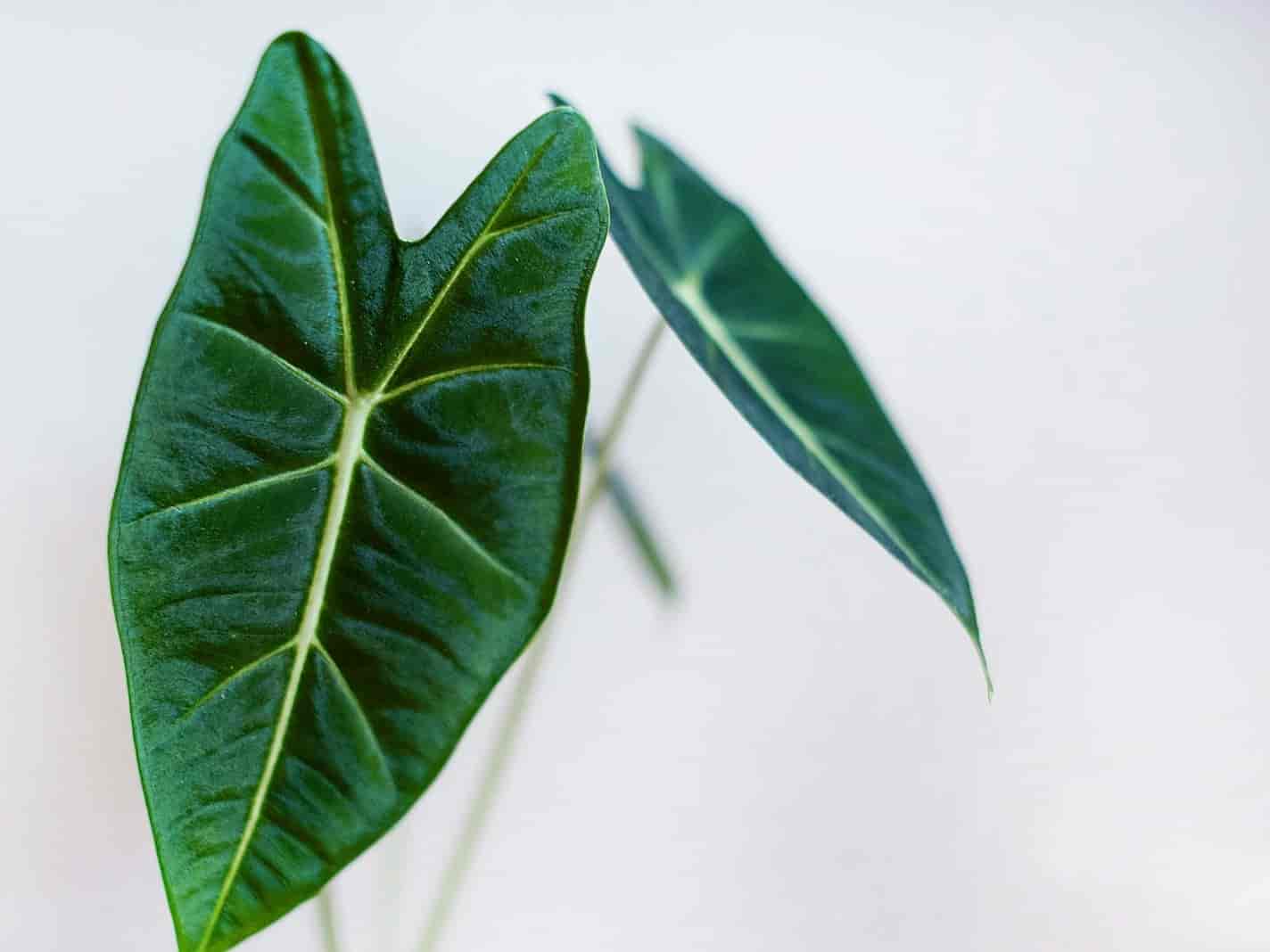 Alocasia with large arrow-shaped leaves and pale veins