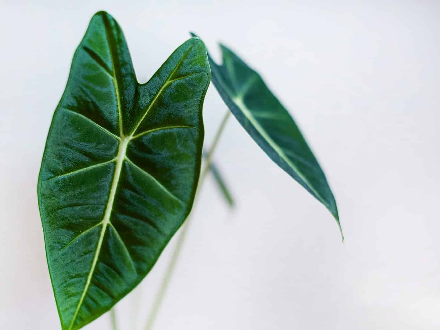 Alocasia with large arrow-shaped leaves and pale veins