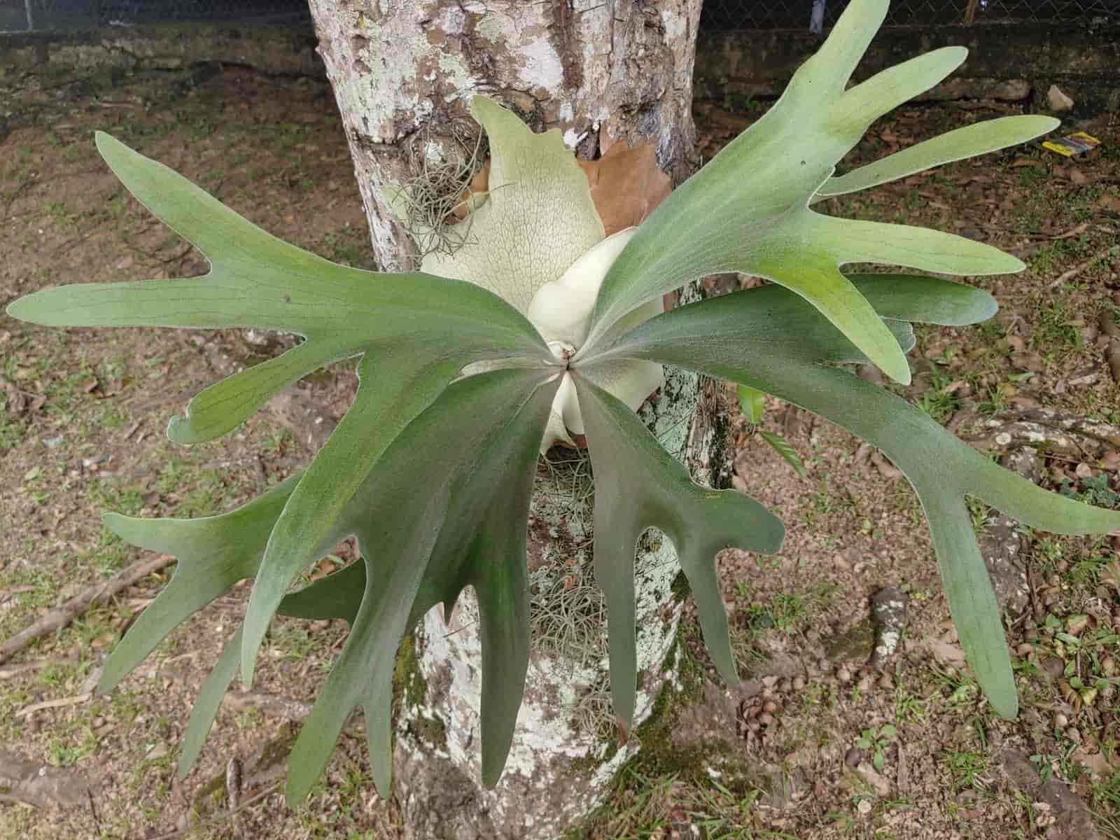 A single Platycerium bifurcatum (staghorn fern) mounted on a tree trunk, showing its pale shield fronds and drooping antler-shaped fertile fronds.