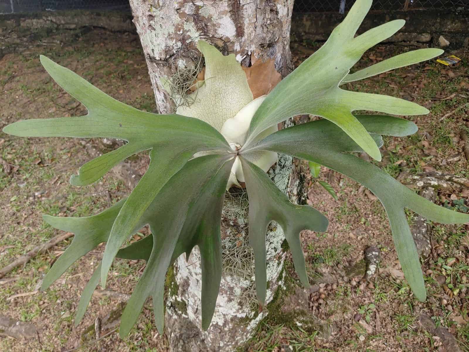 A single Platycerium bifurcatum (staghorn fern) mounted on a tree trunk, showing its pale shield fronds and drooping antler-shaped fertile fronds.