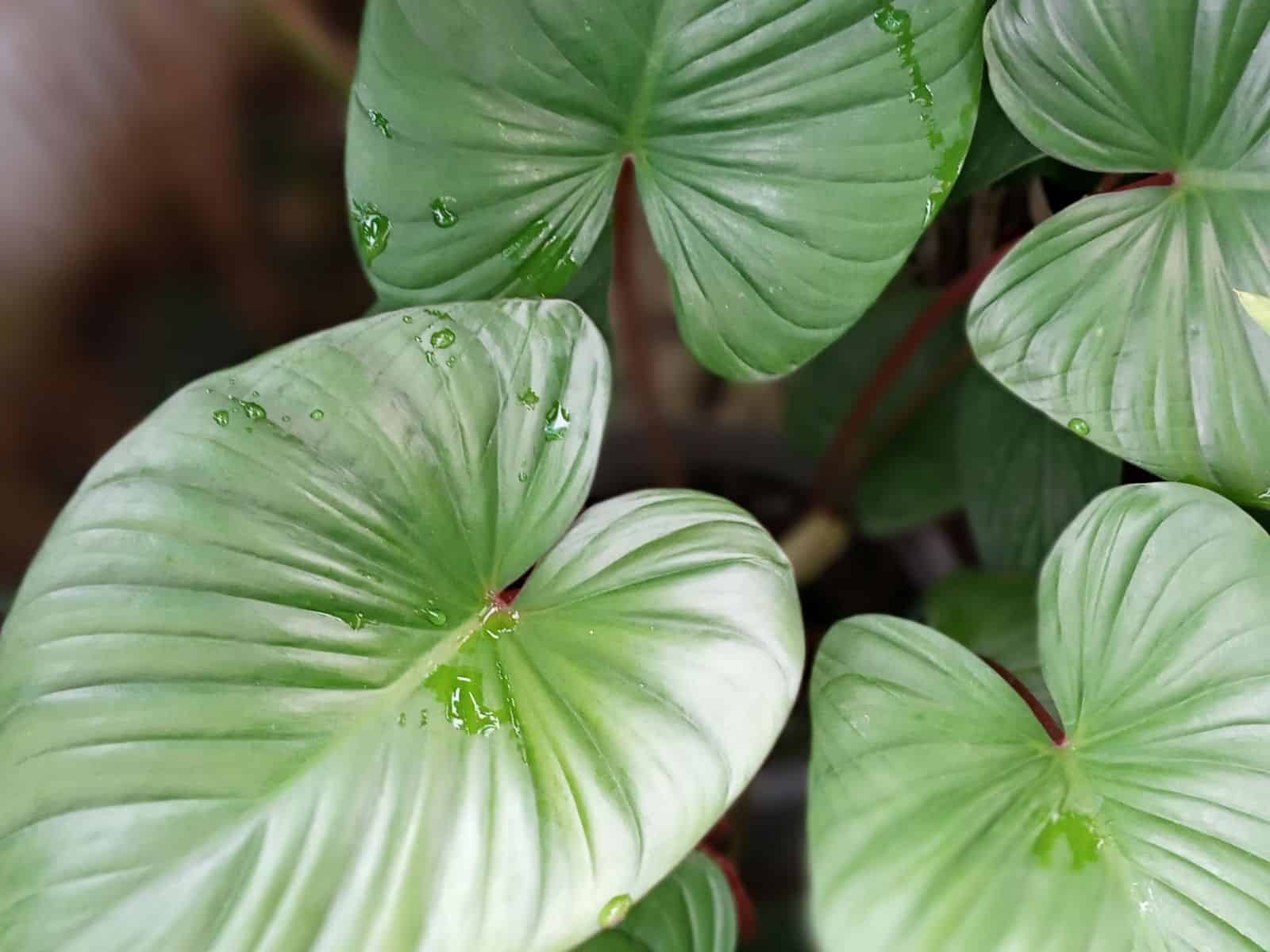 Close-up of glossy, heart-shaped green leaves of Homalomena rubescens with red petioles, wet with water droplets.
