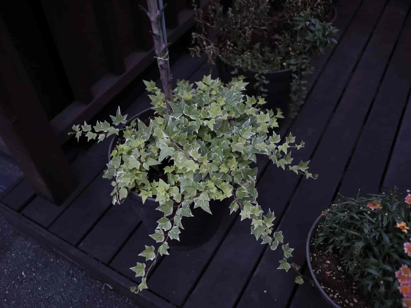 A single potted variegated English ivy plant in a dark round container on a wooden deck, its lobed green-and-white leaves cascading and trailing over the pot's rim.