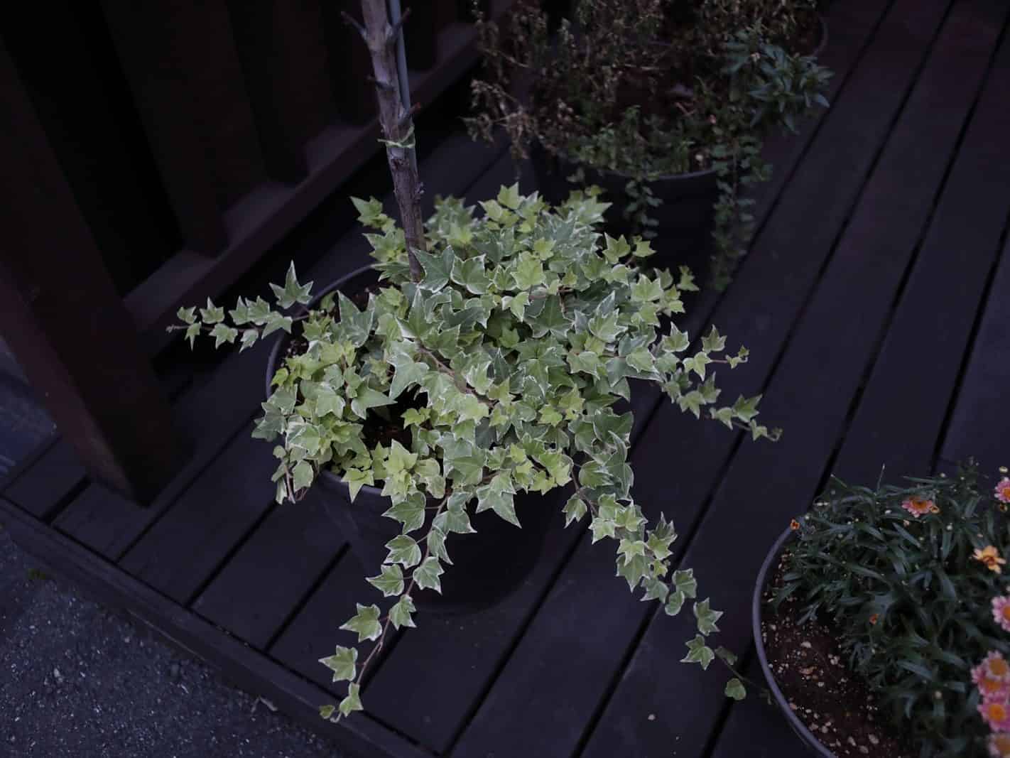 A single potted variegated English ivy plant in a dark round container on a wooden deck, its lobed green-and-white leaves cascading and trailing over the pot's rim.