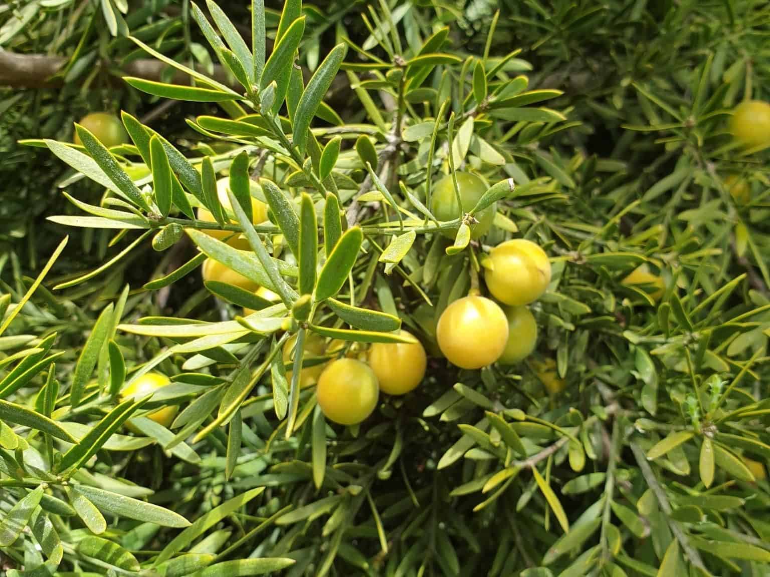 Close-up of Afrocarpus falcatus (fern pine) foliage with narrow linear leaves and clusters of round yellow fleshy fruit.