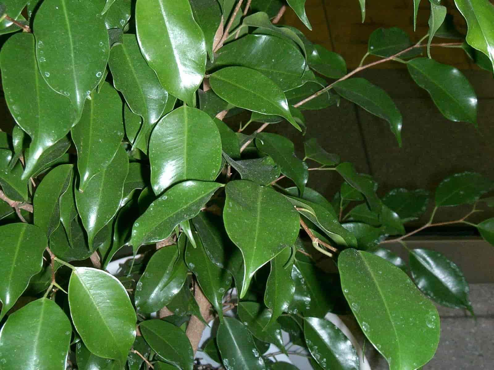 Ficus benjamina weeping fig as a full potted indoor plant with glossy pointed leaves