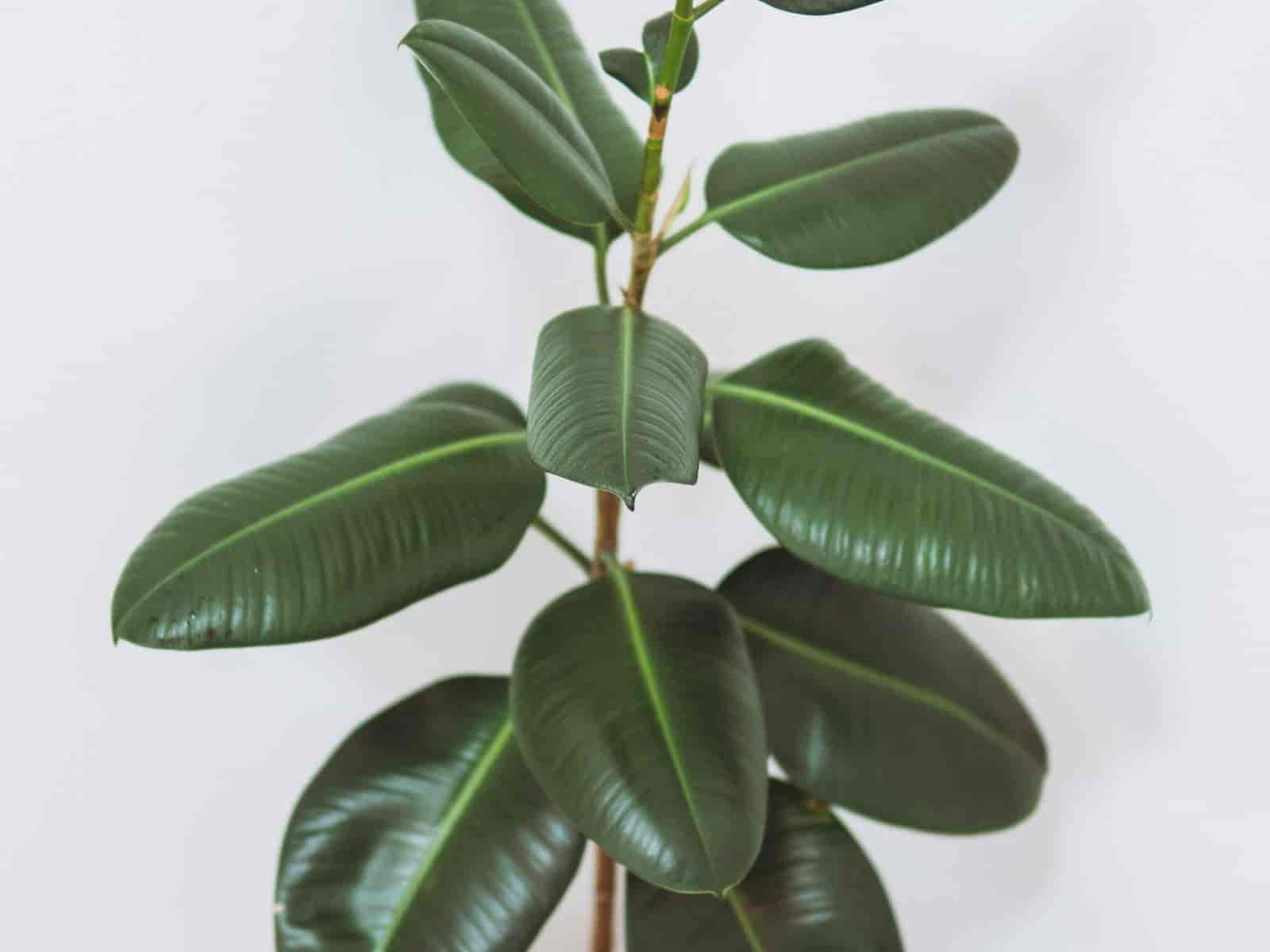 A single potted rubber plant (Ficus elastica) against a white wall, showing its upright stem and large, thick, glossy dark-green oval leaves.