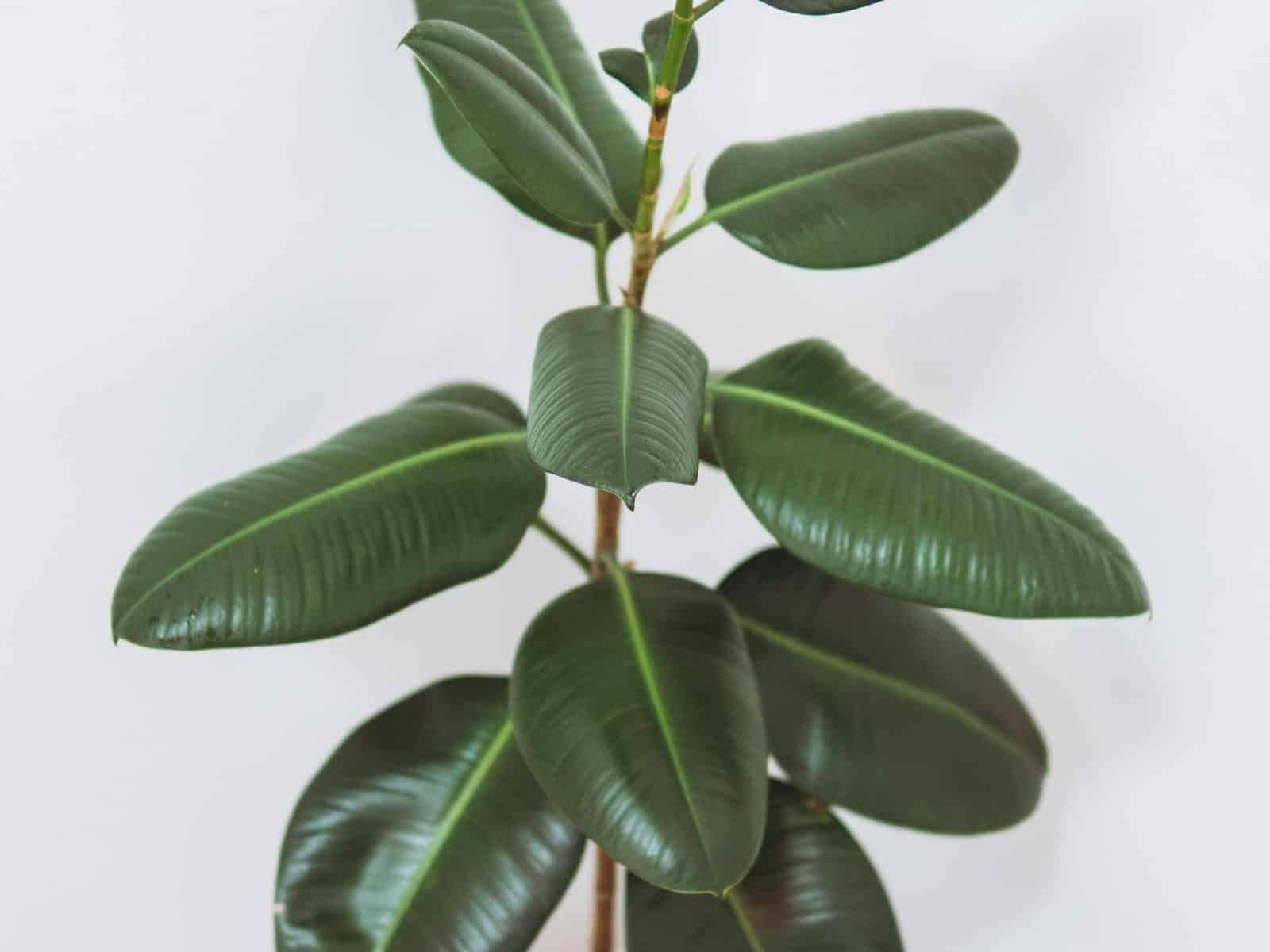 A single potted rubber plant (Ficus elastica) against a white wall, showing its upright stem and large, thick, glossy dark-green oval leaves.