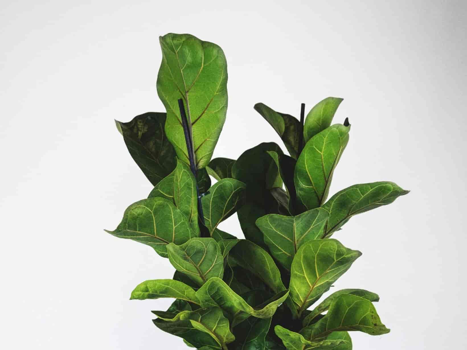 Fiddle-leaf fig with large violin-shaped leaves in a white pot