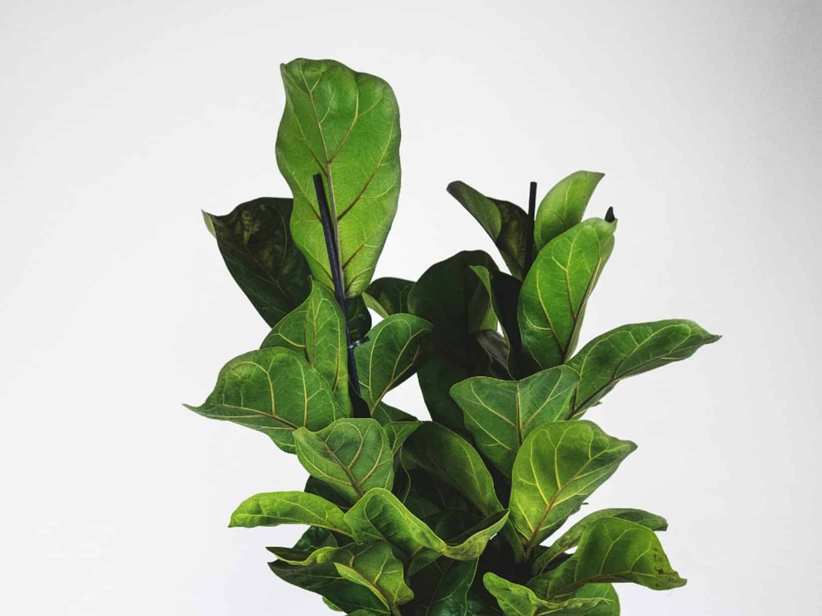 Fiddle-leaf fig with large violin-shaped leaves in a white pot