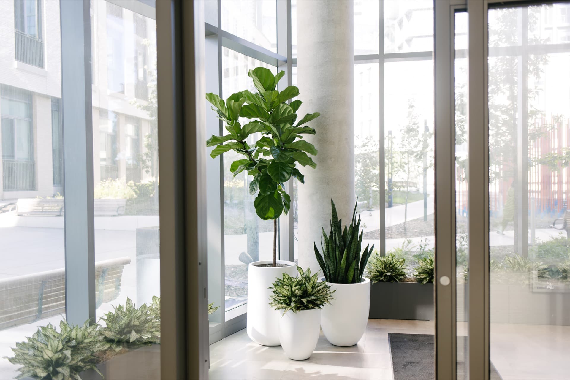 Ficus lyrata, sansevieria, and aglaonema arranged in white ceramic pots by a window