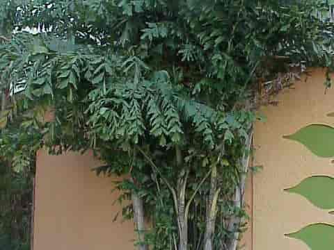 A clustering Caryota mitis (fishtail palm) with multiple slender stems and feathery, ragged-edged leaves growing against a wall.