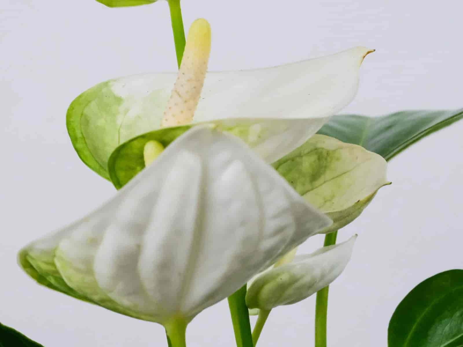 Anthurium with a glossy white spathe and yellow spadix