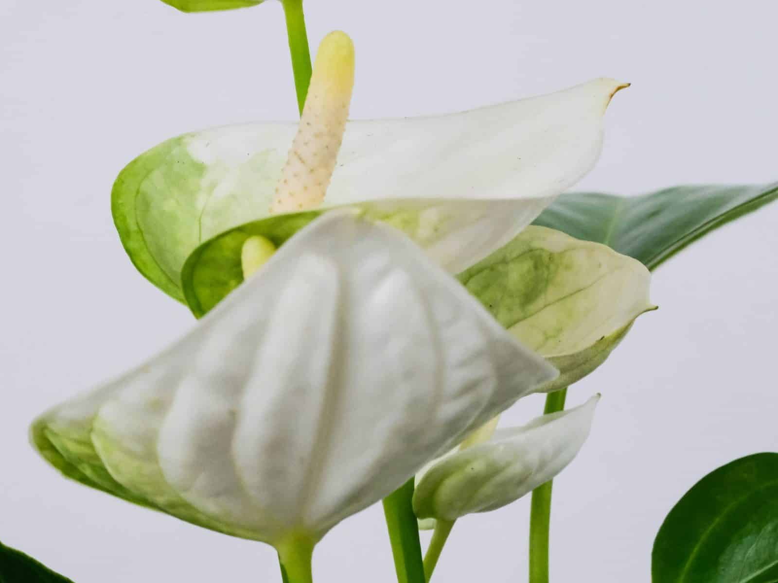 Anthurium with a glossy white spathe and yellow spadix