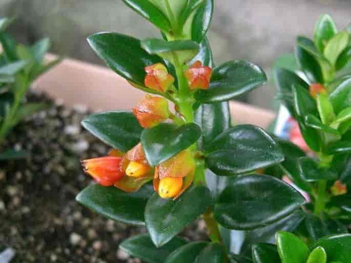 A potted Nematanthus gregarius (goldfish plant) with small glossy dark-green leaves and orange, pouch-shaped tubular flowers.