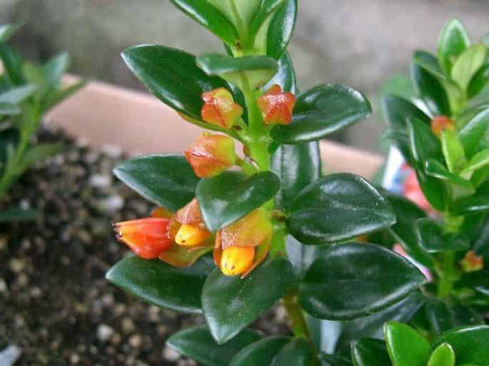A potted Nematanthus gregarius (goldfish plant) with small glossy dark-green leaves and orange, pouch-shaped tubular flowers.