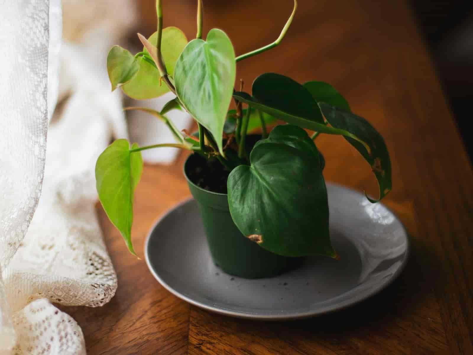 Heartleaf philodendron with glossy dark green heart-shaped leaves in a small pot