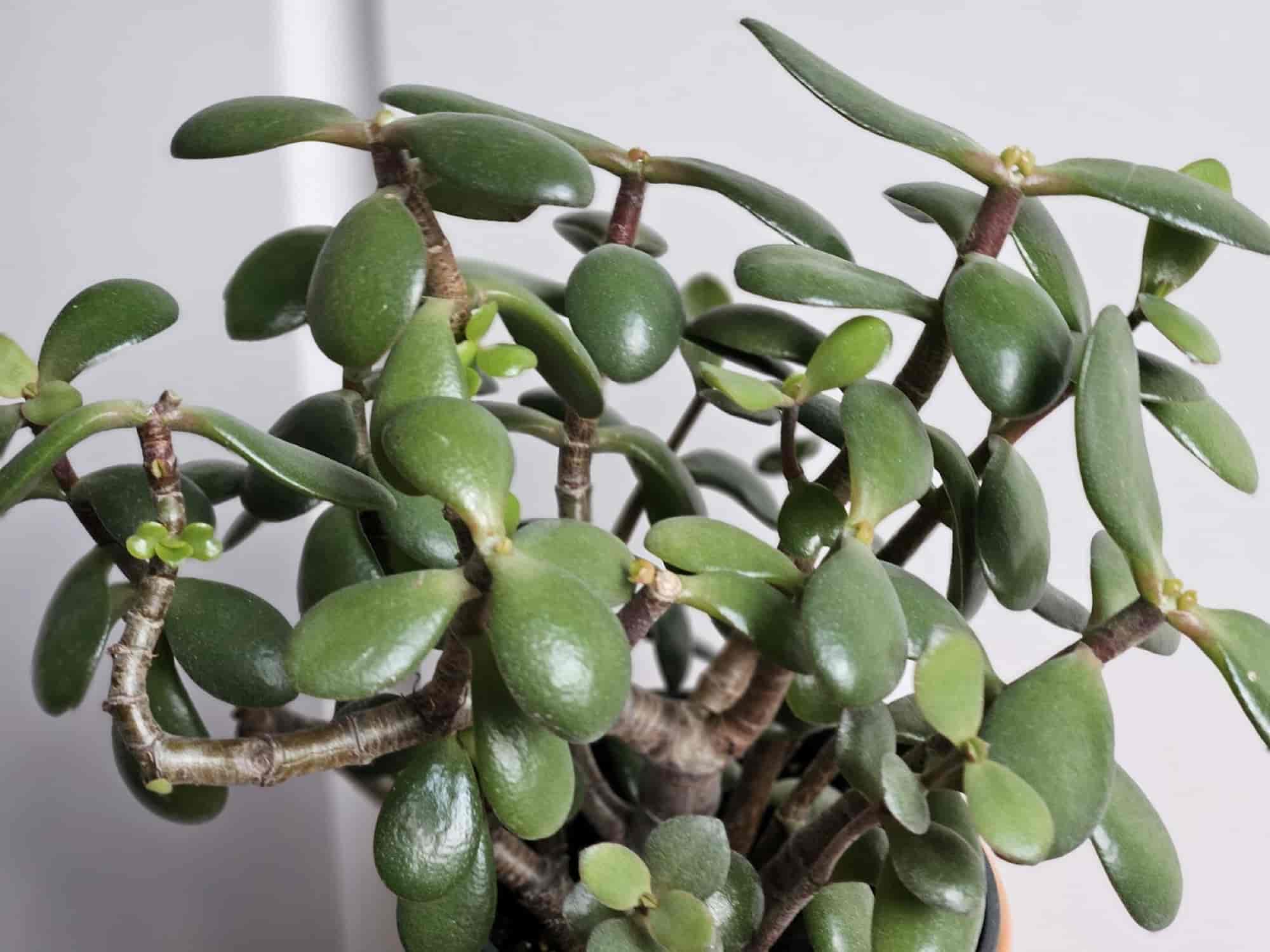 Jade plant with thick glossy leaves and woody stems