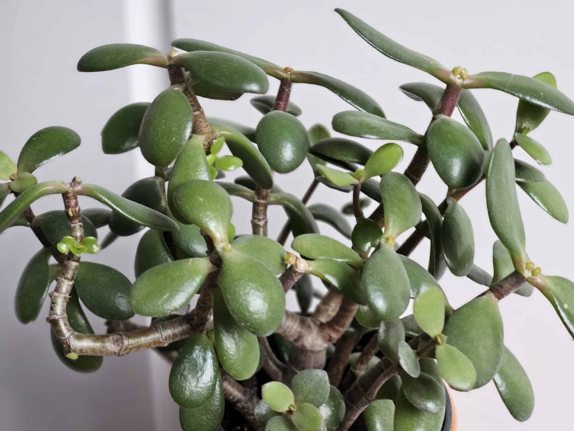 Jade plant with thick glossy leaves and woody stems