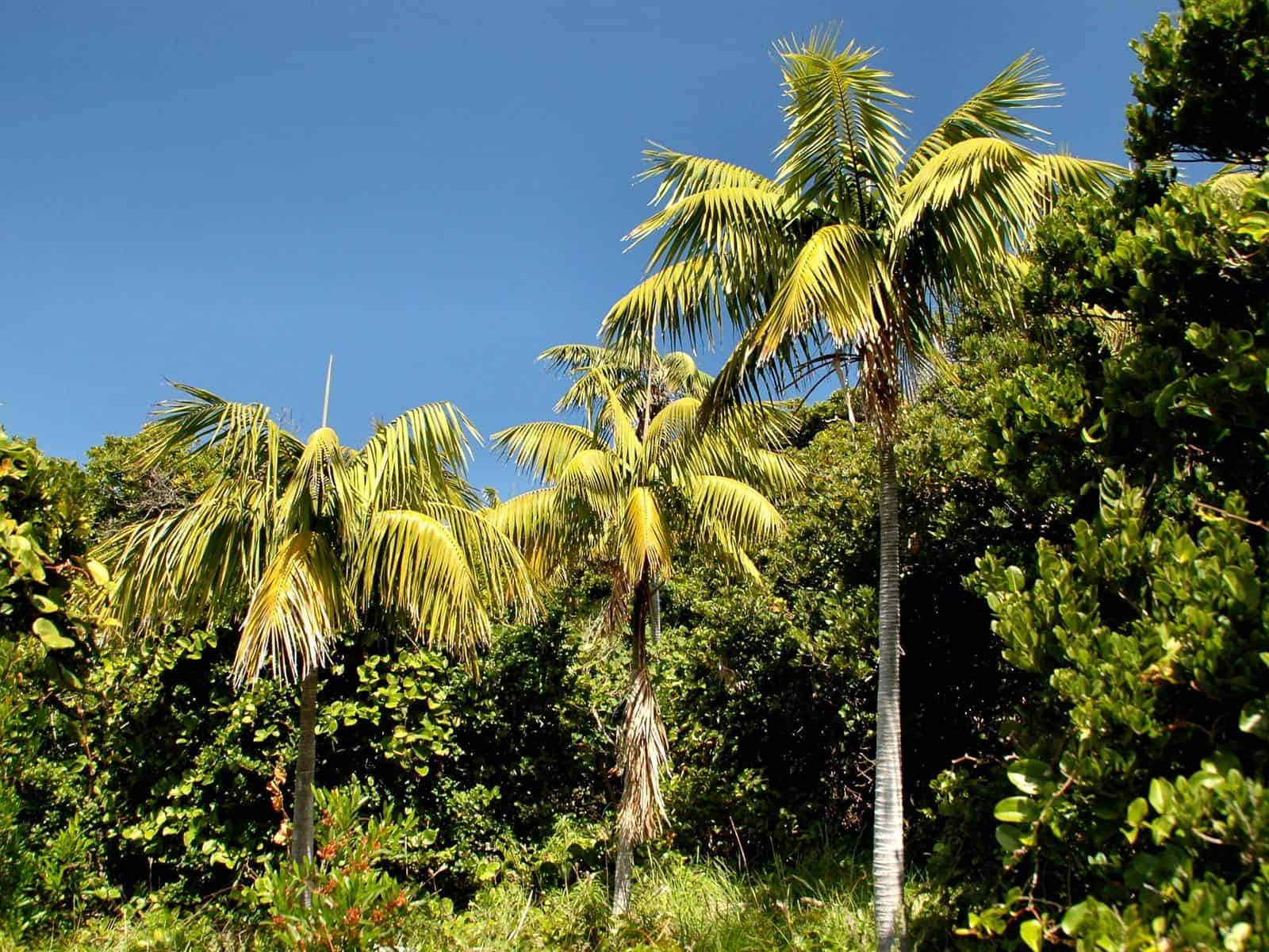 Kentia palms (Howea forsteriana) with tall, slender ringed trunks and arching feathery fronds growing against a blue sky.