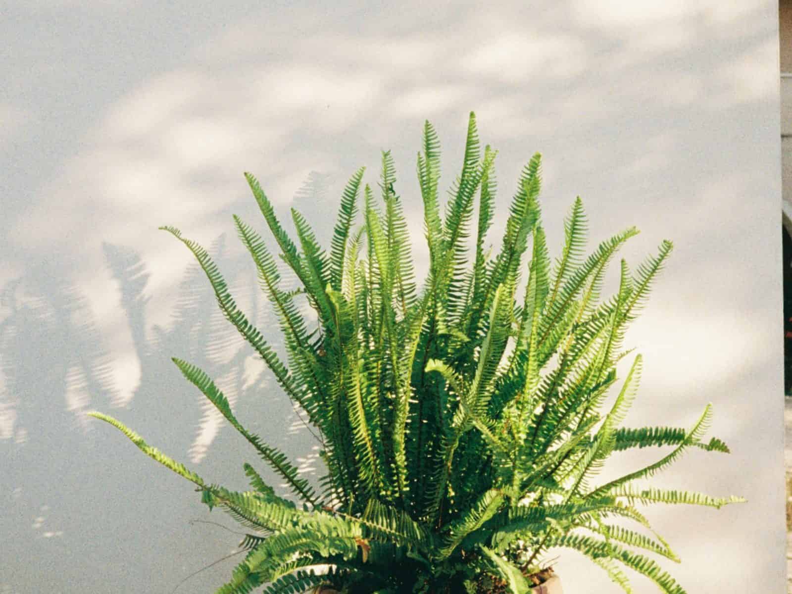 A single upright sword fern with stiff, narrow, feathery fronds fanning out in a fountain shape from a terracotta pot on iron plant-stand legs, set against a sunlit white wall.