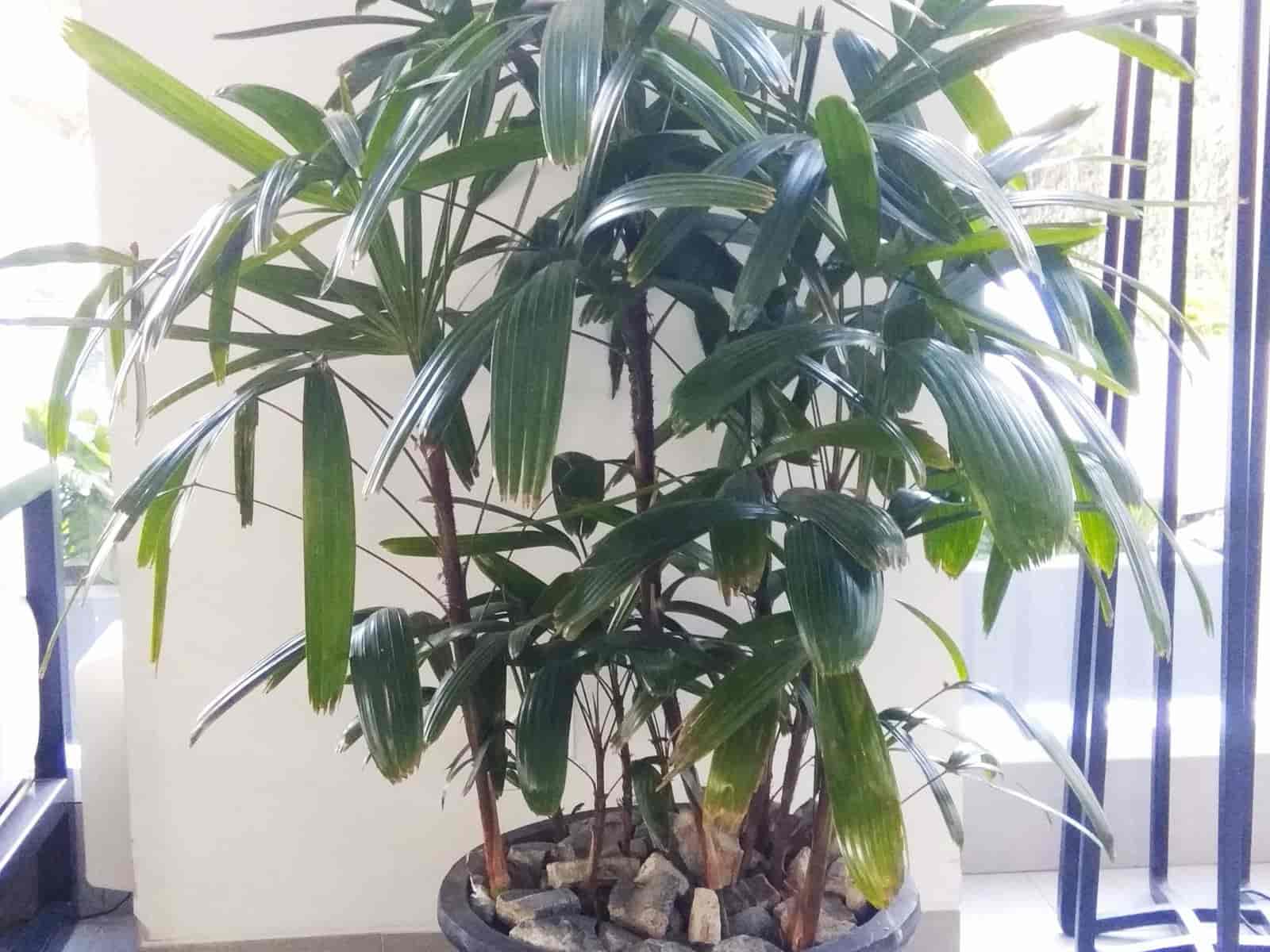 A full potted Rhapis excelsa (lady palm) with clustered fan-shaped fronds, growing indoors in a large stone planter.