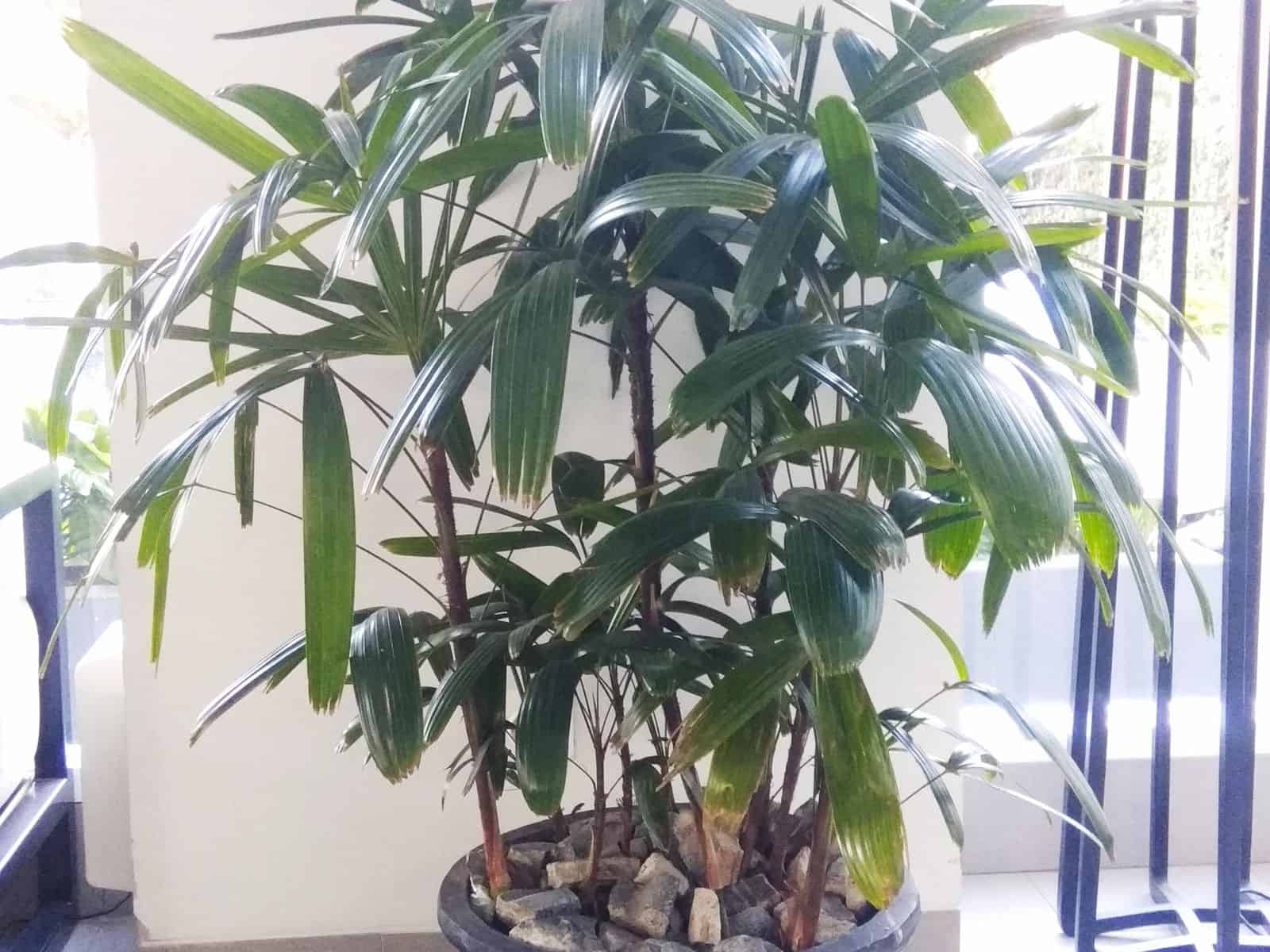 A full potted Rhapis excelsa (lady palm) with clustered fan-shaped fronds, growing indoors in a large stone planter.