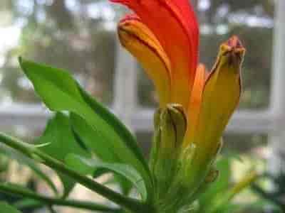 Aeschynanthus (lipstick plant) with a tubular red-orange flower emerging from its dark calyx, alongside glossy leaves.