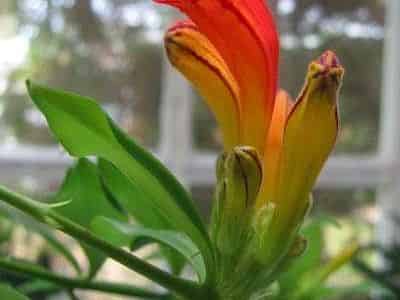 Aeschynanthus (lipstick plant) with a tubular red-orange flower emerging from its dark calyx, alongside glossy leaves.