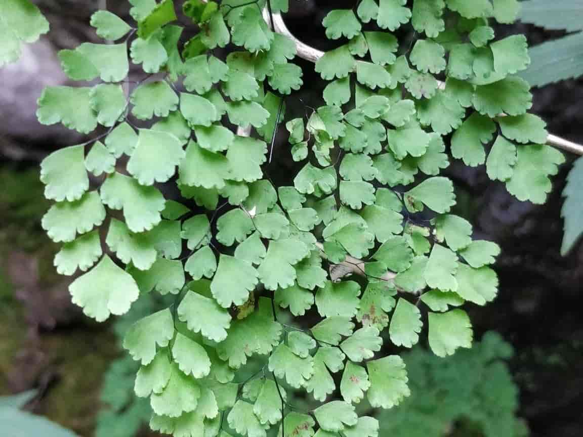 Close view of Adiantum (maidenhair fern) fronds, with fan-shaped light green pinnules on wiry dark stems, cascading downward.