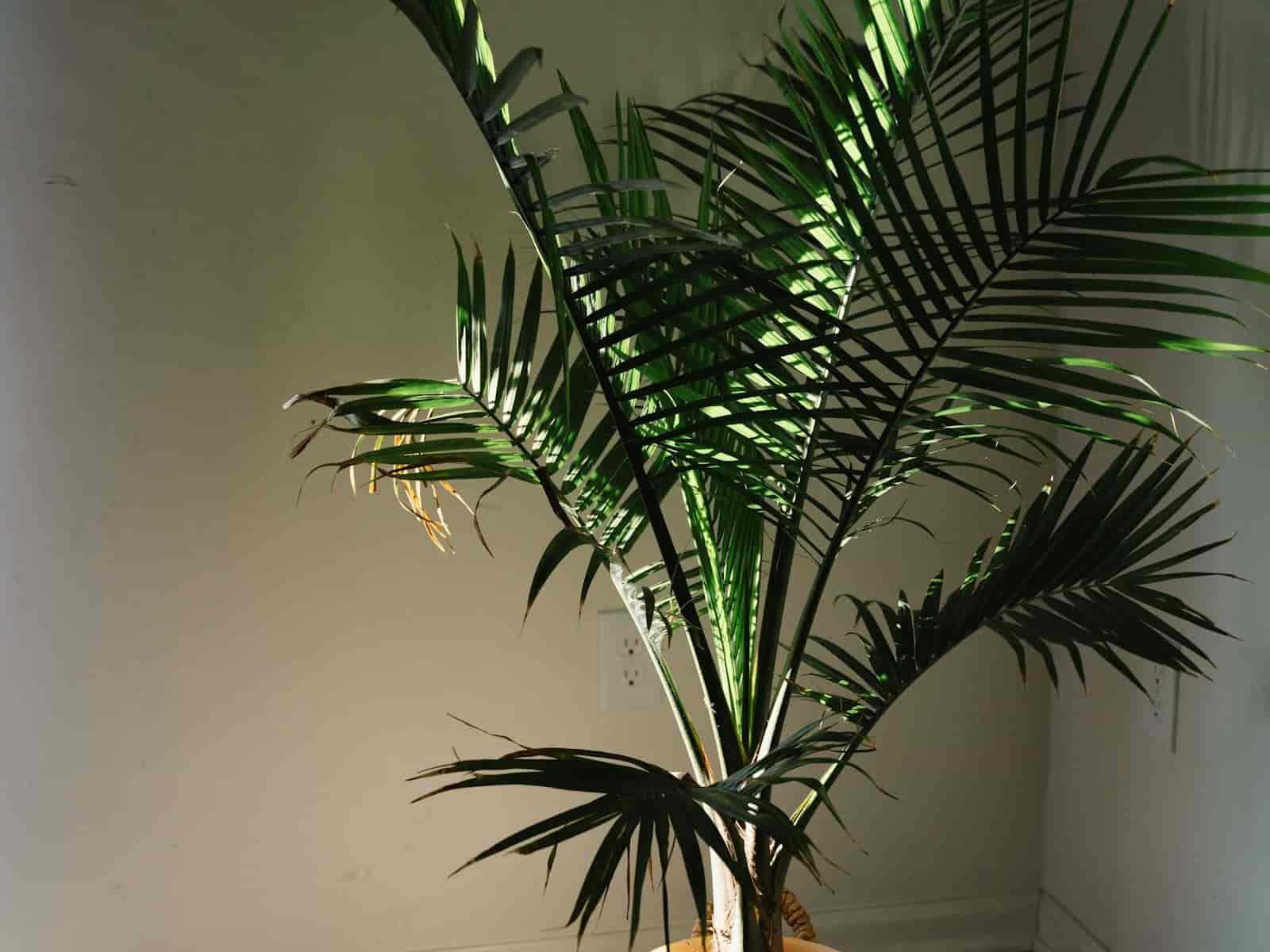 A single potted majesty palm indoors, thick trunk topped with a full crown of arching, feathery pinnate fronds, catching sunlight against a wall.
