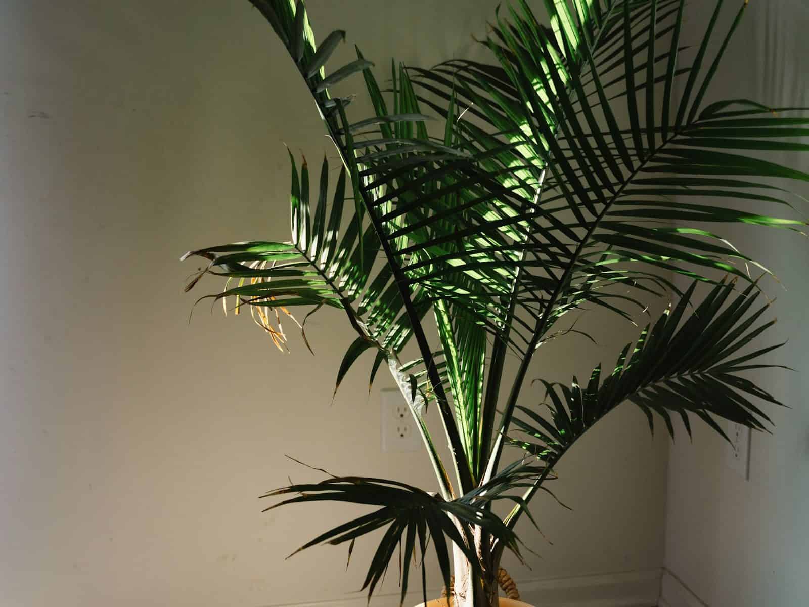 A single potted majesty palm indoors, thick trunk topped with a full crown of arching, feathery pinnate fronds, catching sunlight against a wall.