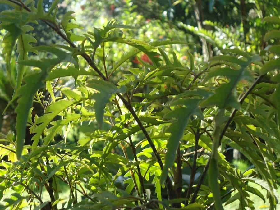 Close view of Polyscias fruticosa (Ming aralia) foliage, with narrow, deeply serrated, feathery compound leaves.