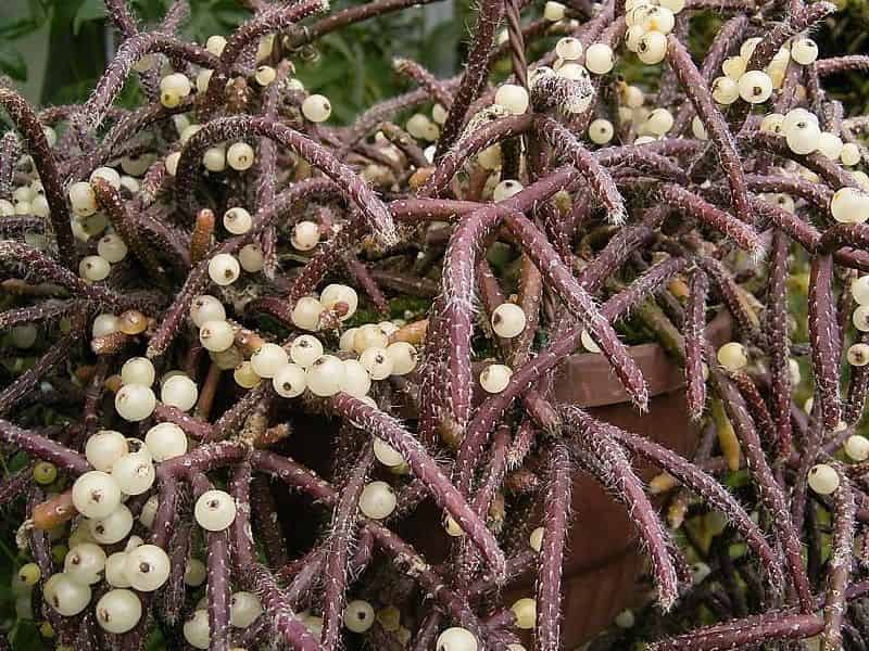 Potted Rhipsalis baccifera (mistletoe cactus) with trailing thin cylindrical stems and clusters of small pearl-white berries.