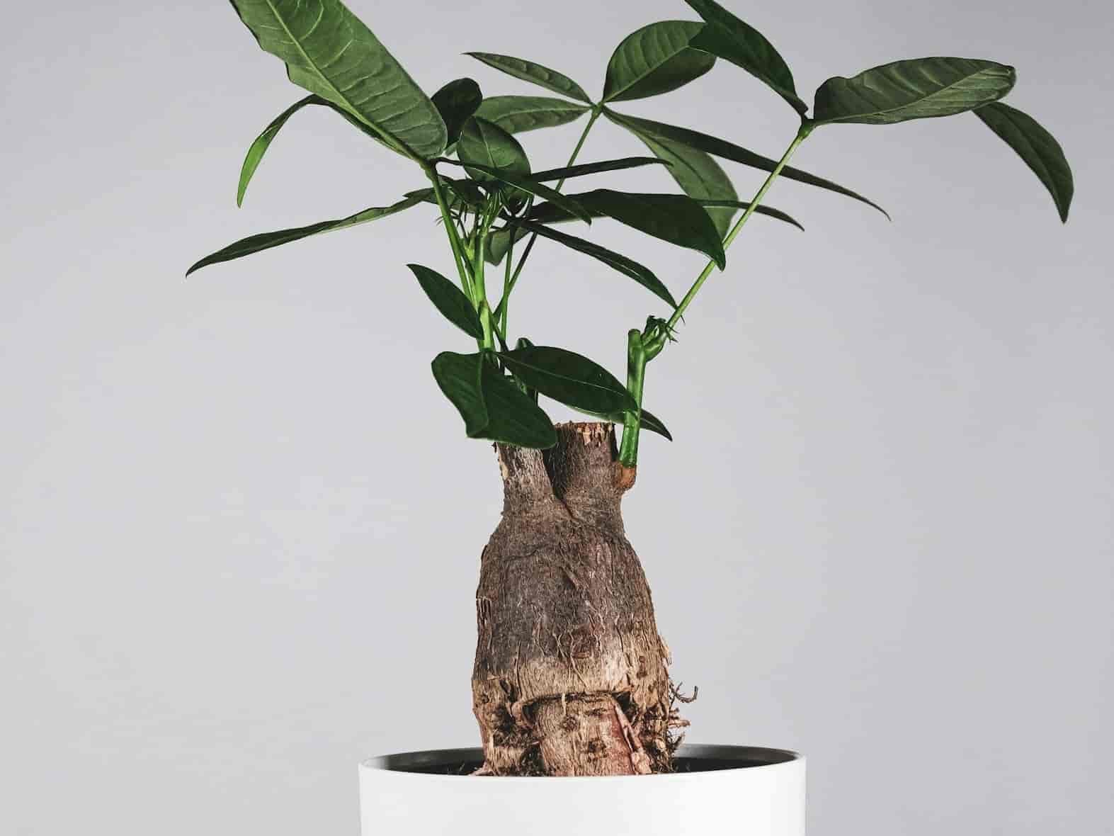 Pachira aquatica money tree with a braided trunk in a white ceramic pot
