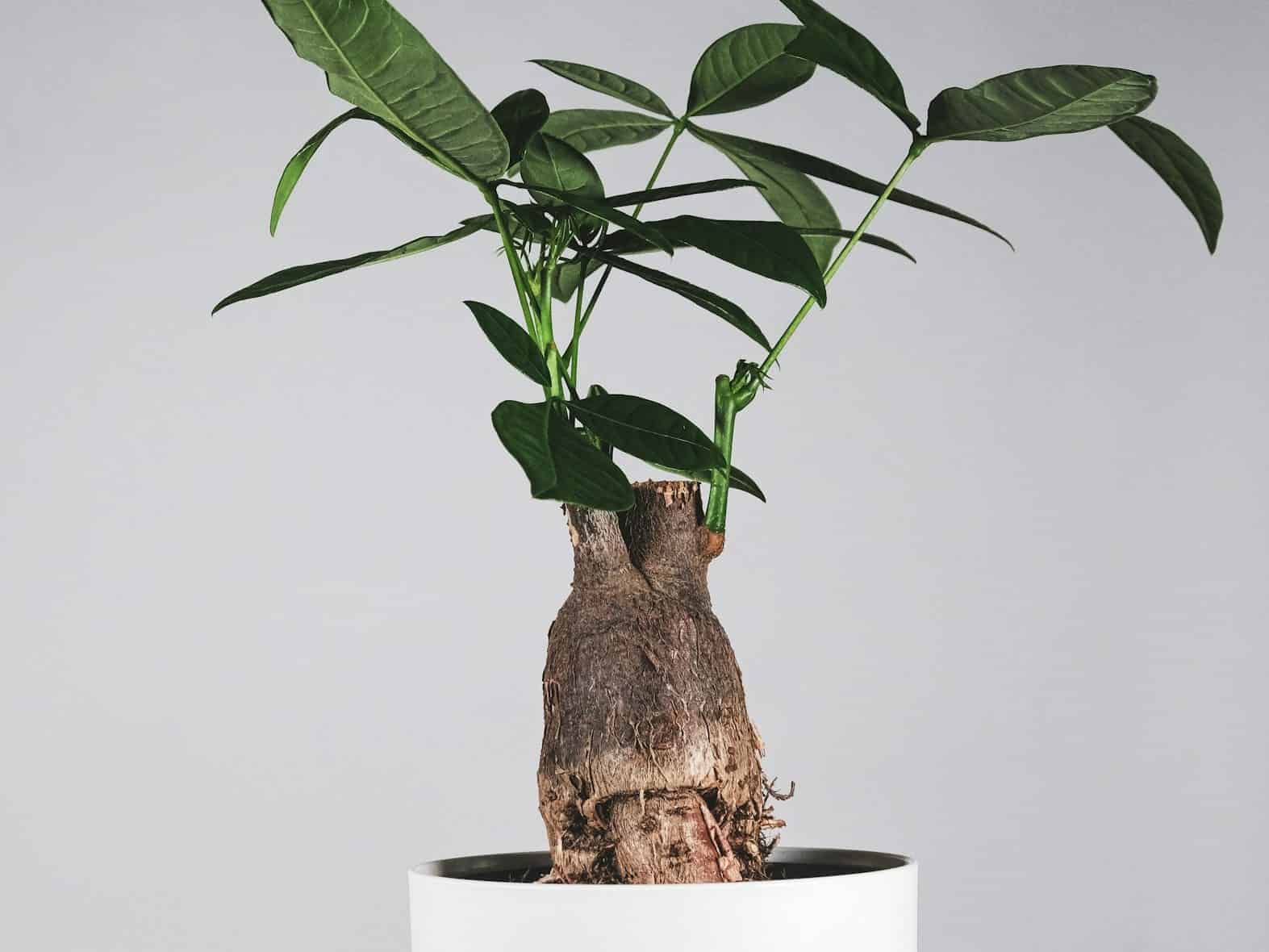 Pachira aquatica money tree with a braided trunk in a white ceramic pot